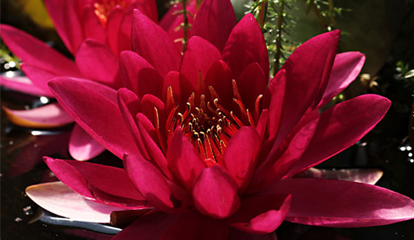 Bild zeigt rote Seerose