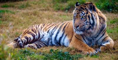 Tigerphoto